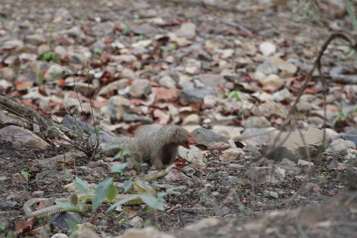 Ruddy Mongoose with Rat Snake Prey