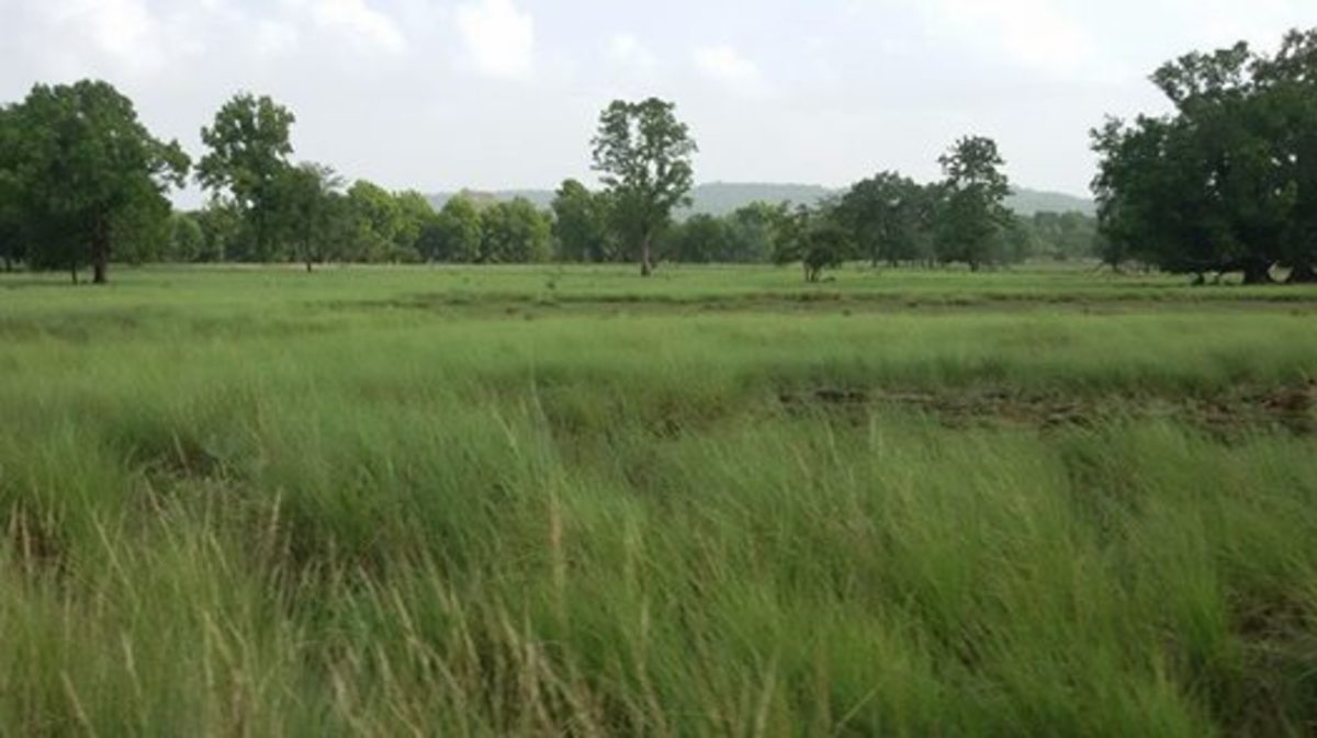 Kanha Grasslands & Forests