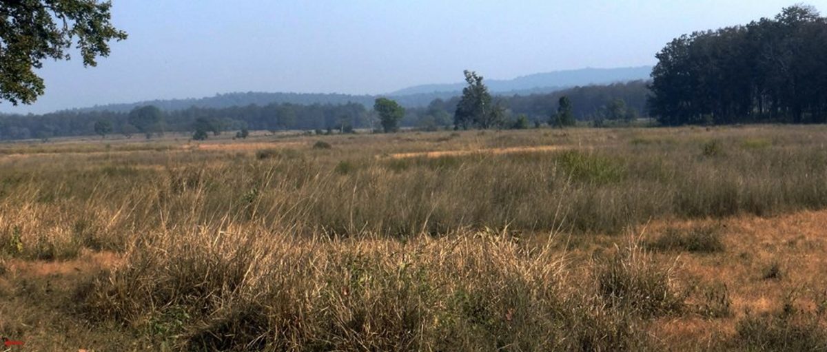 Kanha Landscape 
