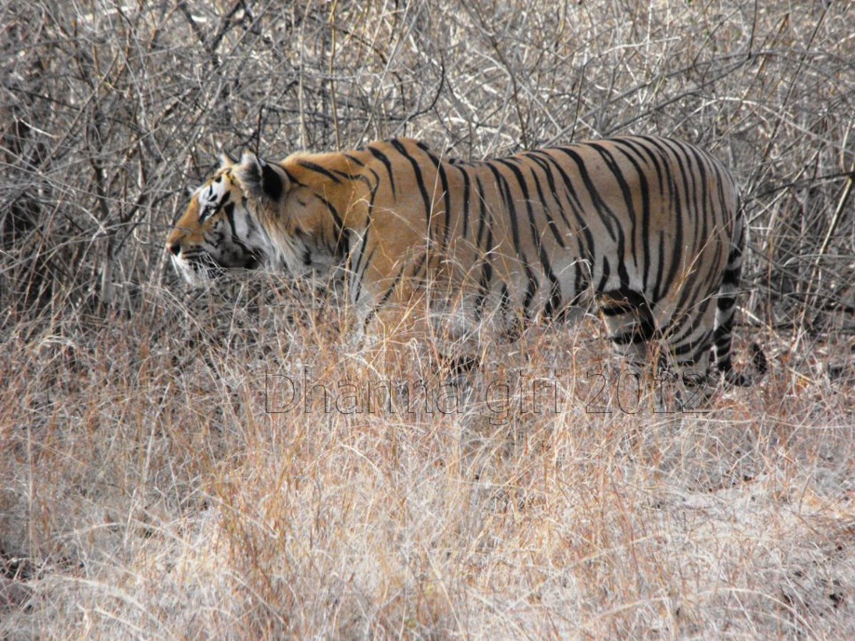 Discover Kanha National Park in India
