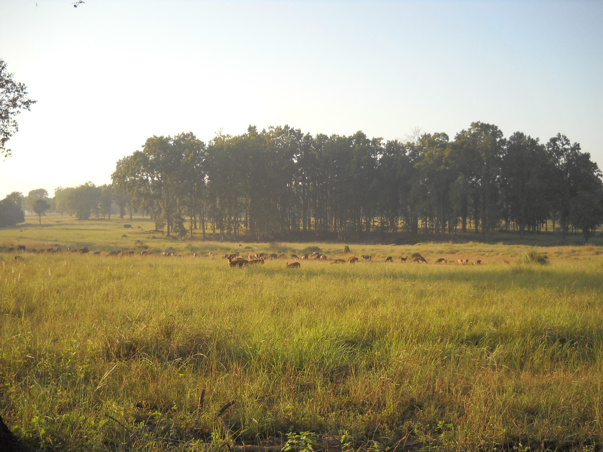 Meadow & Deer