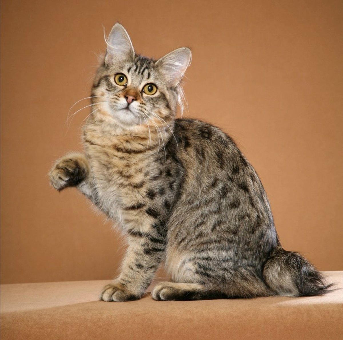 All About American Bobtail Cats 