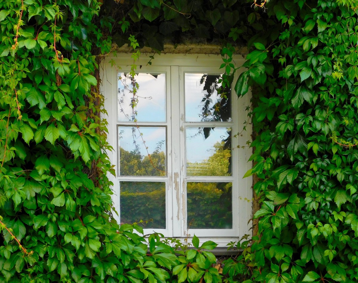 Ivy is often used as a way of beautifying unattractive walls of a house.