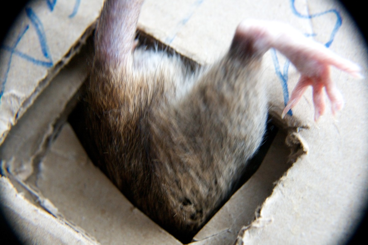 How to Create DIY Toys and Features for Your Rats’ Enclosure PetHelpful