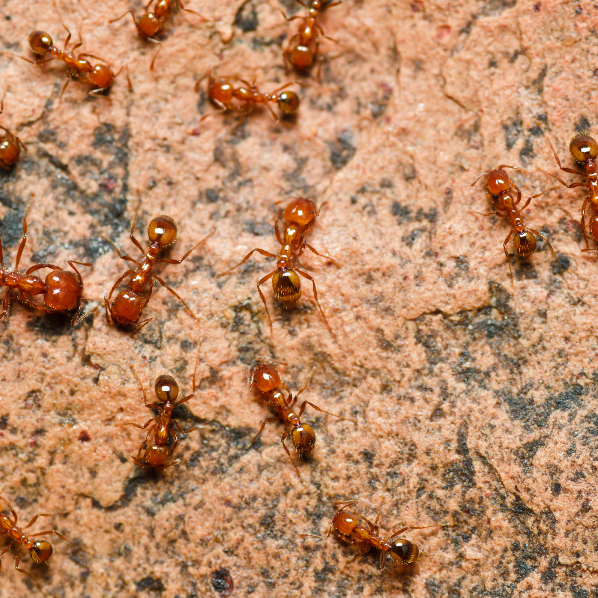 Below are ways to treat fire ant bites