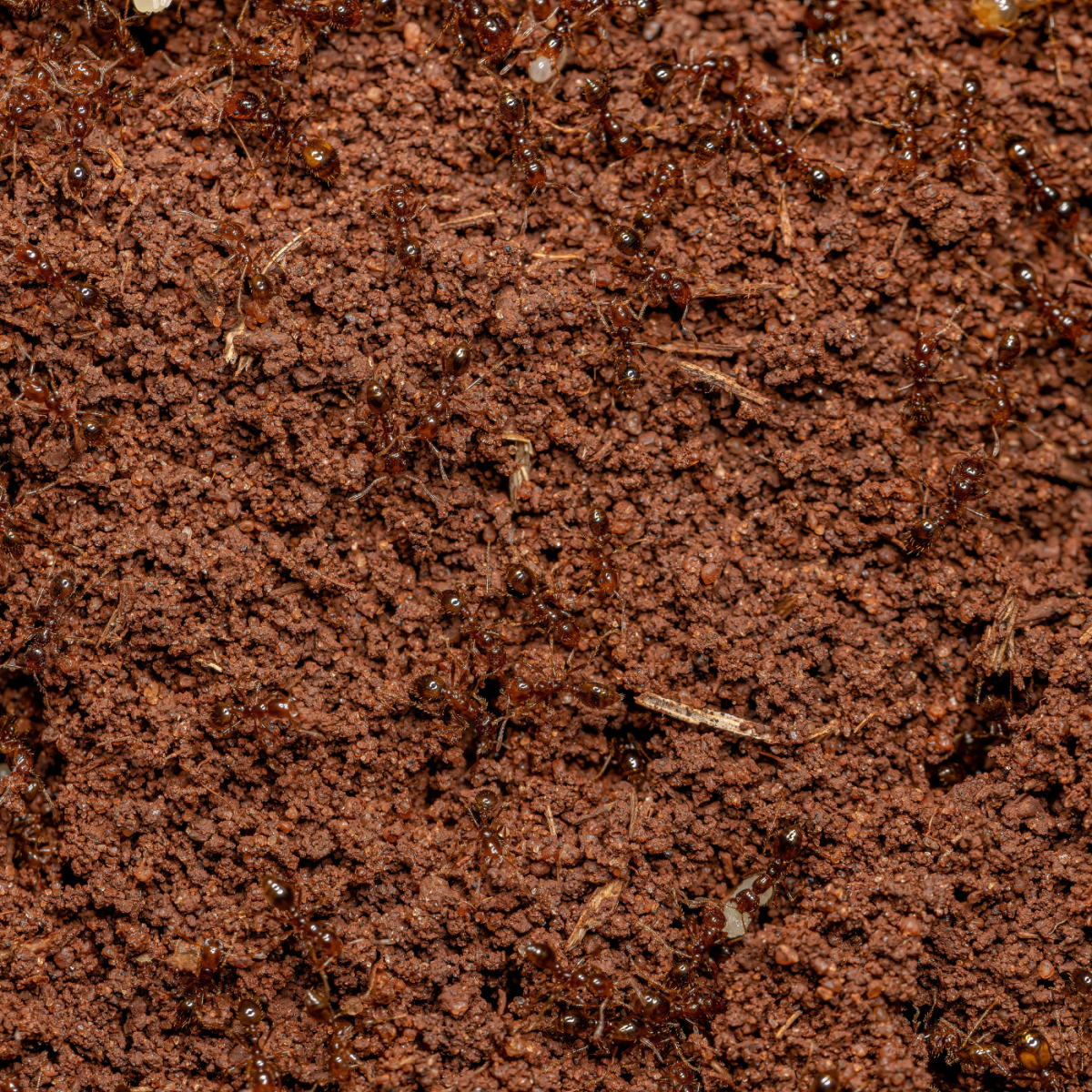 Can you see how many ants are hidden in this photo?