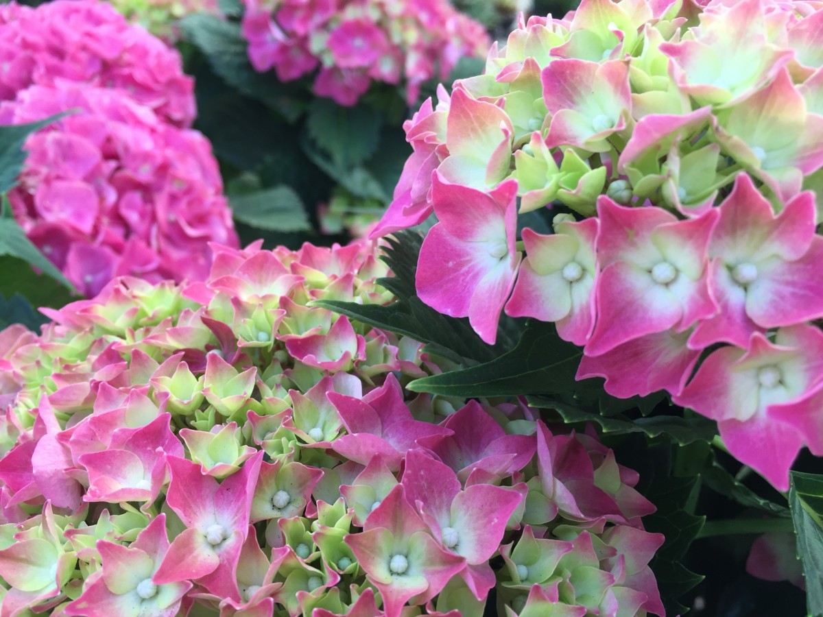 This is one of the prettiest hydrangeas I have seen. Of course, they are all gorgeous. Unfortunately, I don’t have the botanical name for this one.