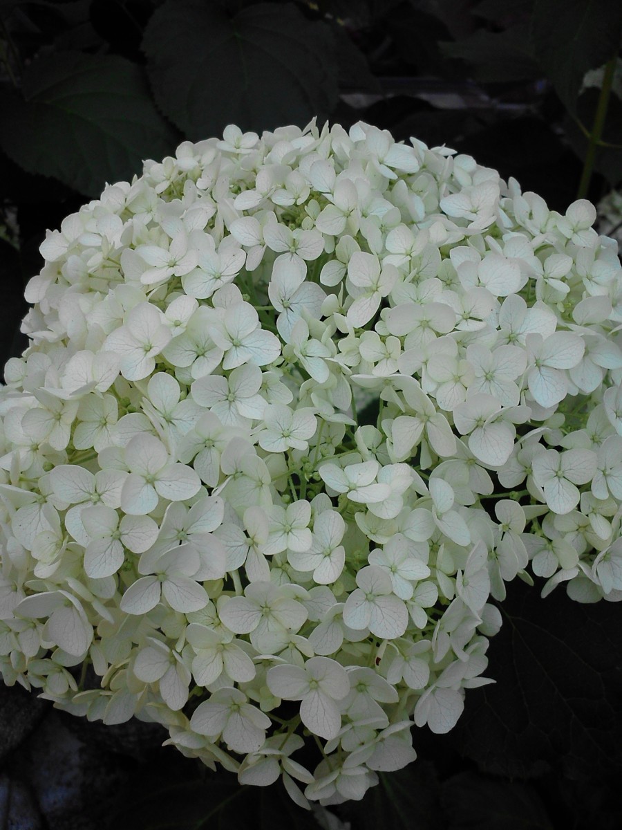 This is a smooth hydrangea that was in our yard in a former home. The white flowers gradually turned green. They  made beautiful dried flowers that lasted for several years.