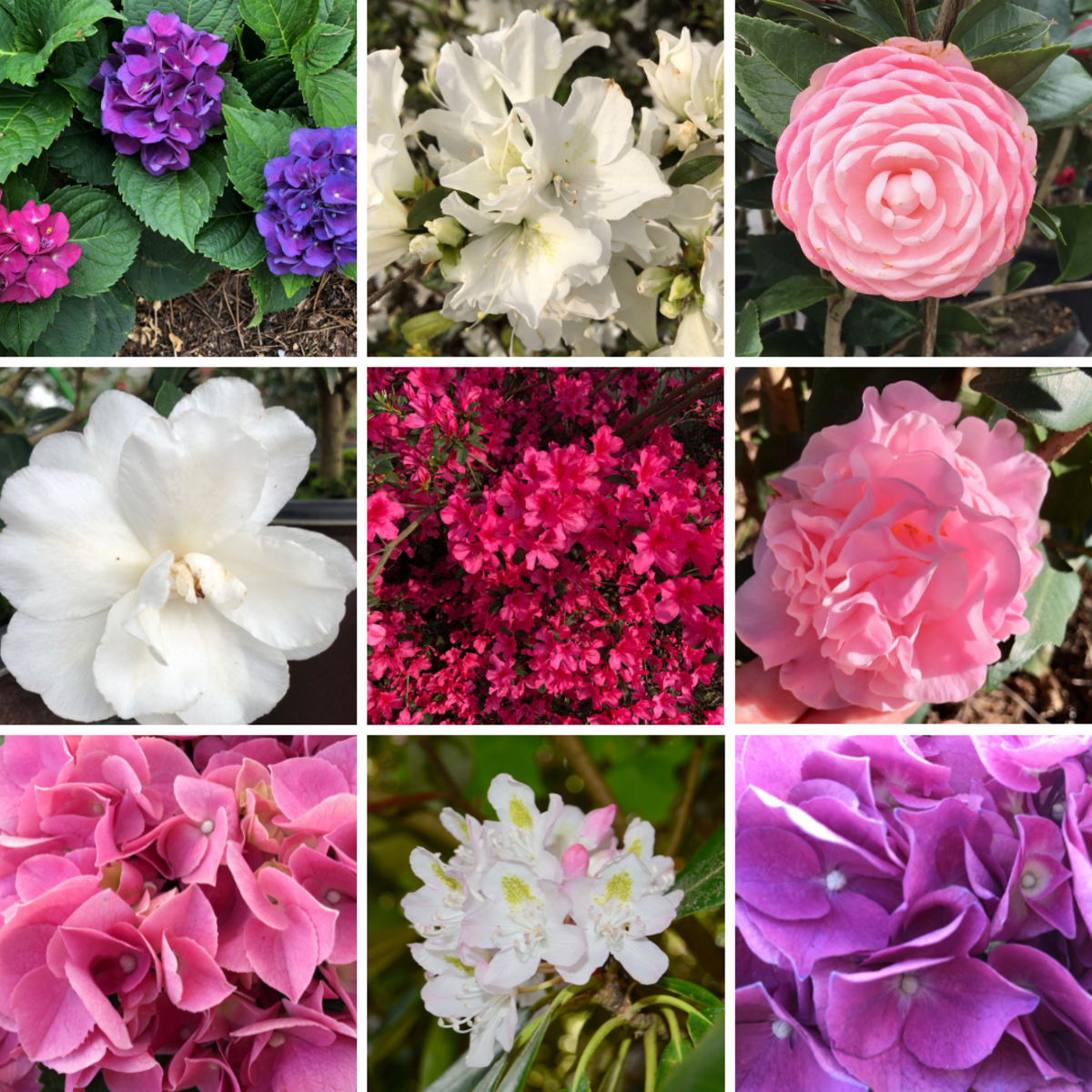 These are just a few of the gorgeous flowering shrubs that need shade. Top row: hydrangea, azalea, camellia japonica. Middle row: camellia sasanqua, azalea, camellia. Bottom row: hydrangea, rhododendron, hydrangea.