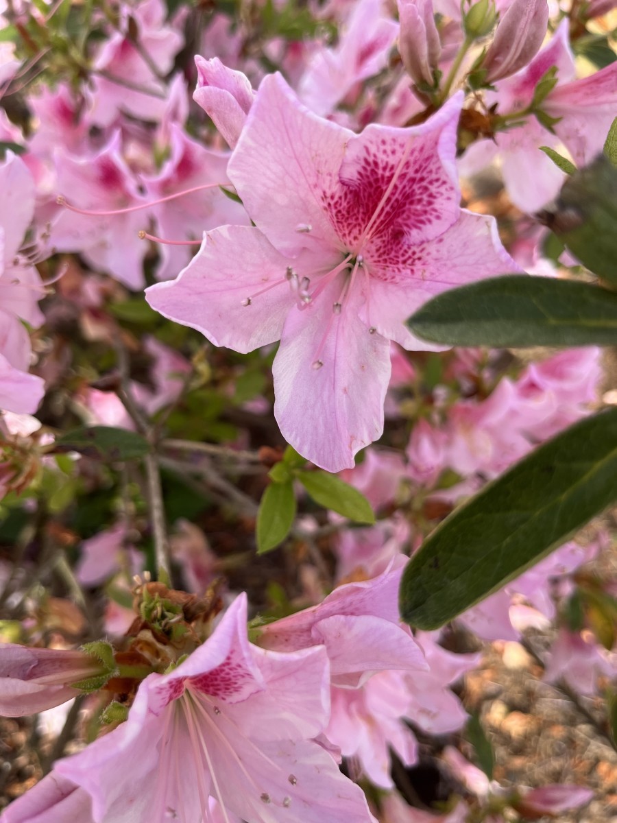 This is one of two Formosa azaleas that we have installed in our garden. They are gorgeous for a few weeks each spring.
