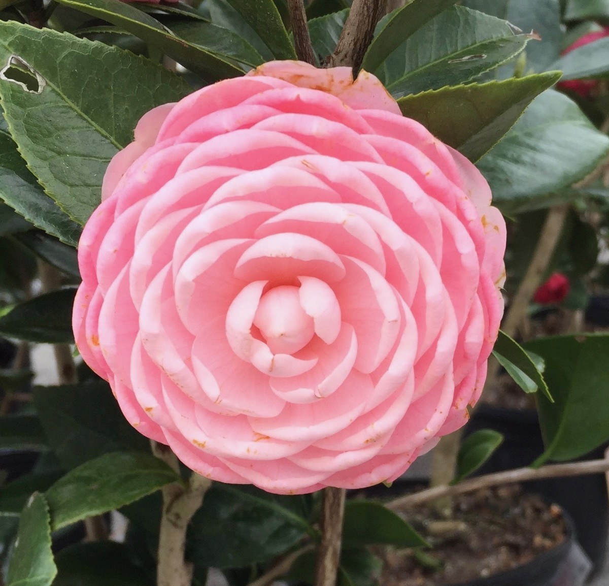 This japonica is called “Pink Perfection”.  Its petals are so perfectly arranged, it almost appears to be an artificial flower, but it is very real, and absolutely gorgeous.