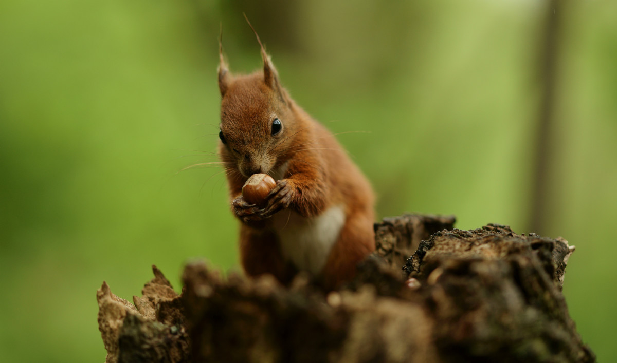 Many animals enjoy eating hazelnuts.