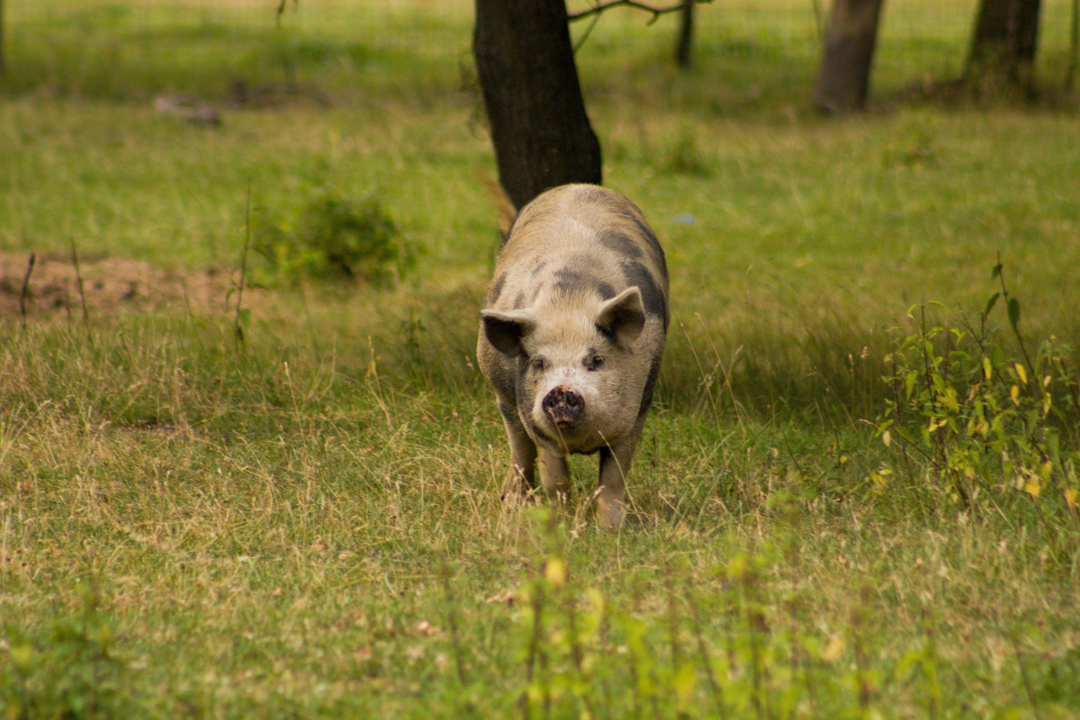 There's a Place in Wales Where People Can Pay to Take a Walk With Pigs ...