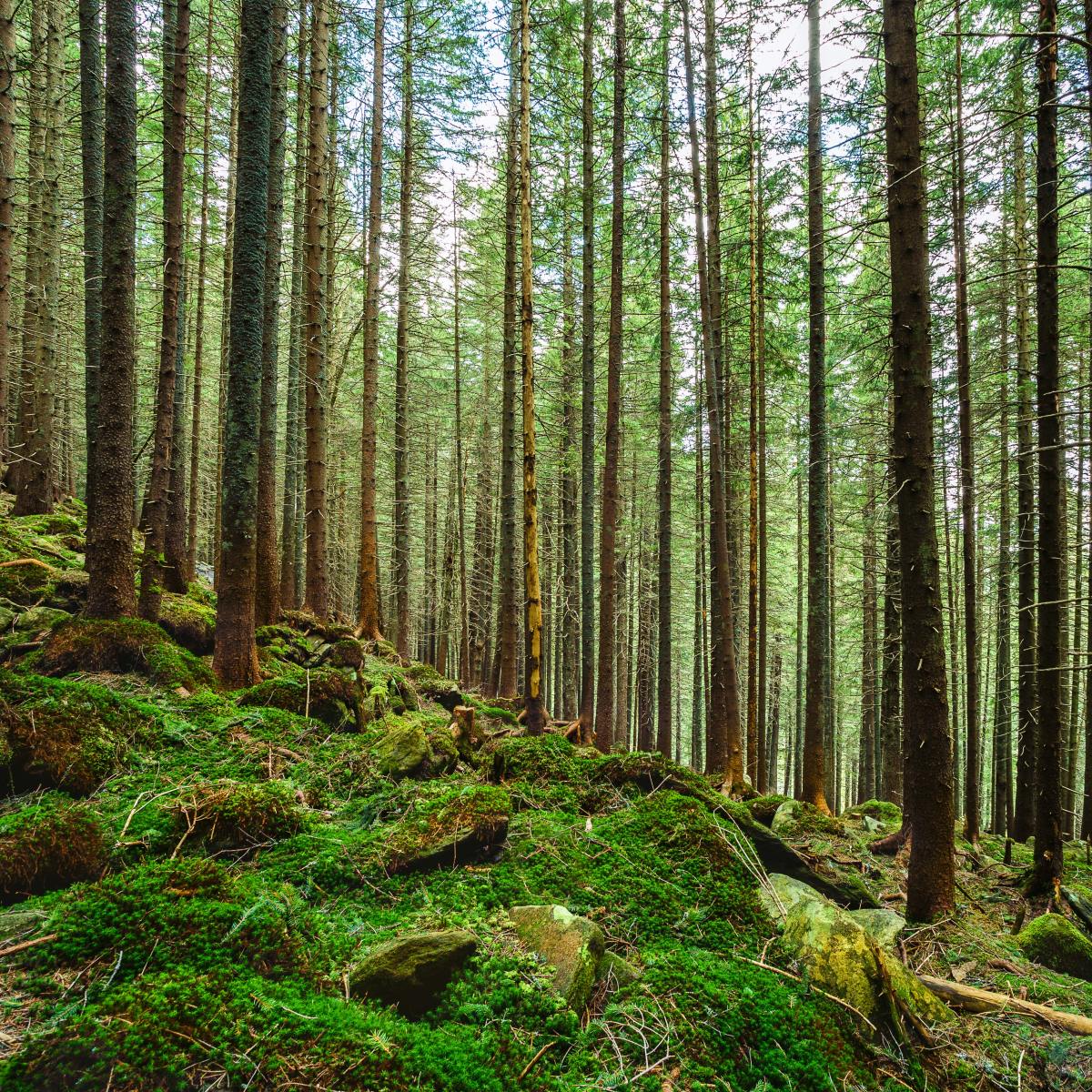 Forest Bathing: 5 Benefits for Your Health