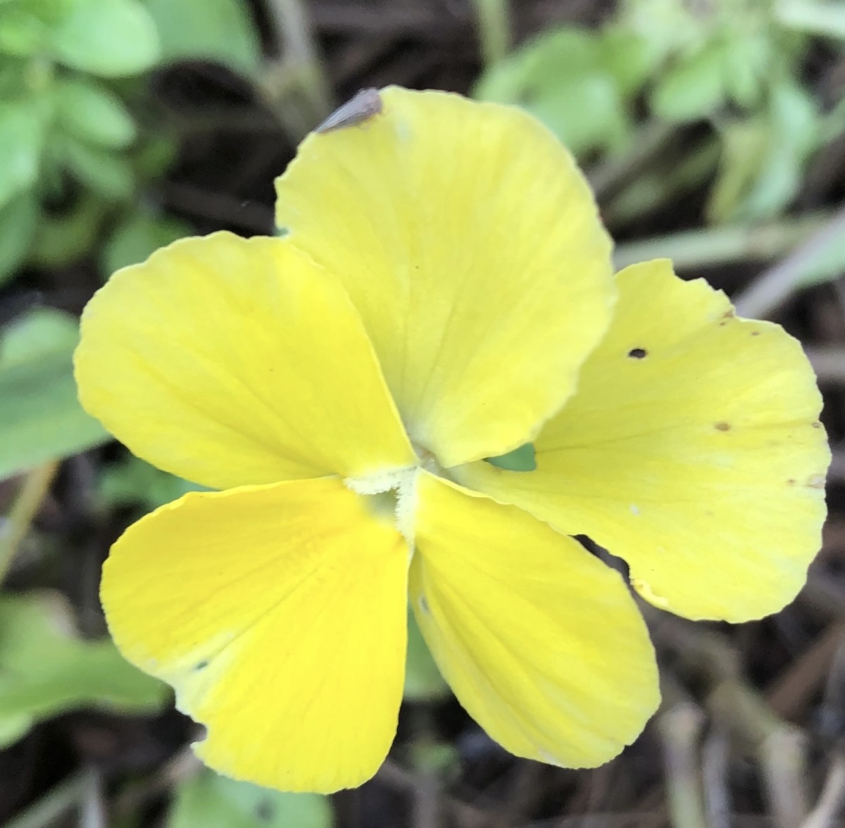 This one appears to be a viola, one of the smaller flowers of this family.