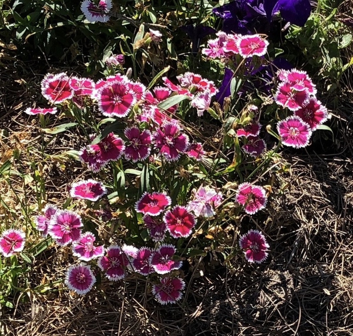 These are some dianthus I had in my Florida garden. They lasted all through fall, winter, and spring. They finally succumbed to the intense heat of summer.