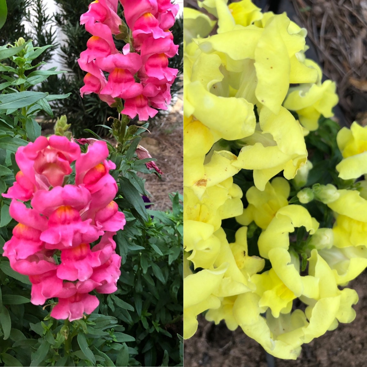 Of all the colorful winter flowers, snapdragons are my absolute favorite.