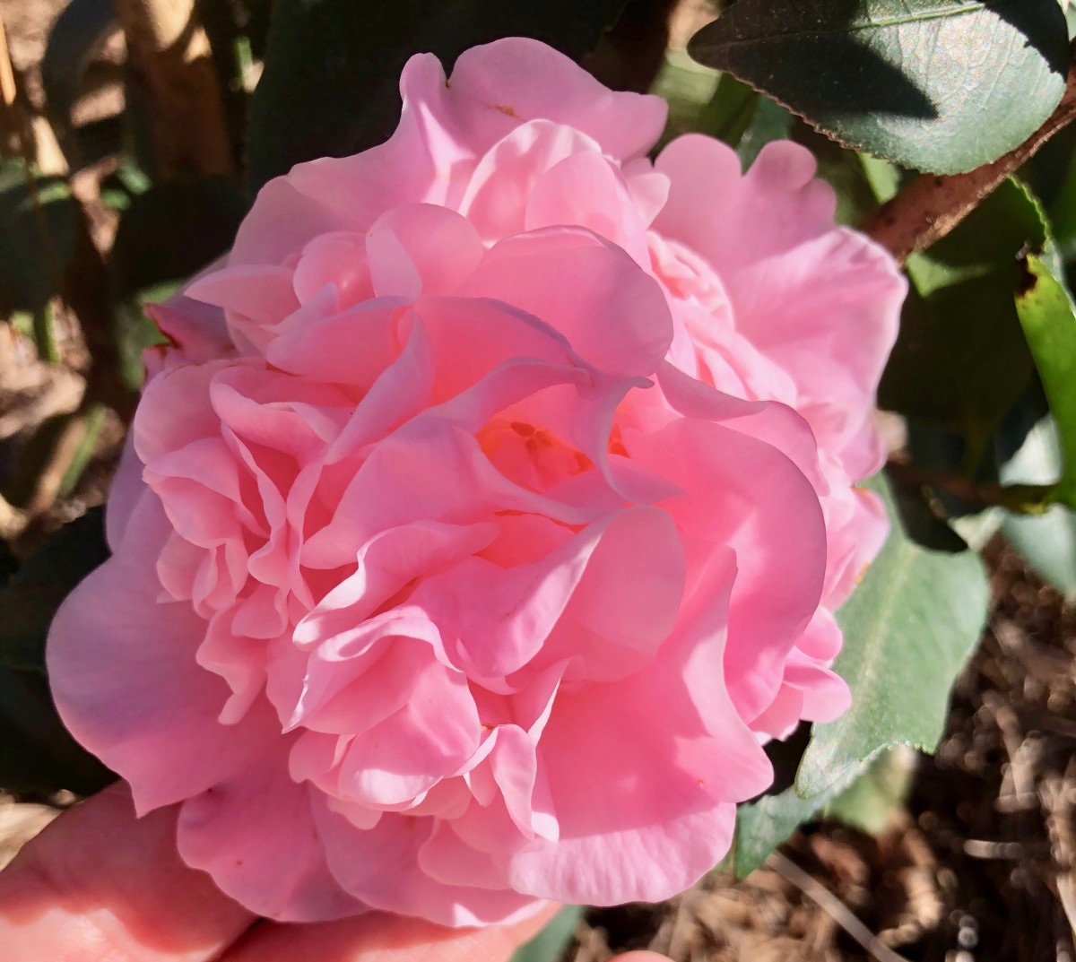 One of the most beautiful japonicas is “High Fragrance.” It is of a type that resembles a peony.