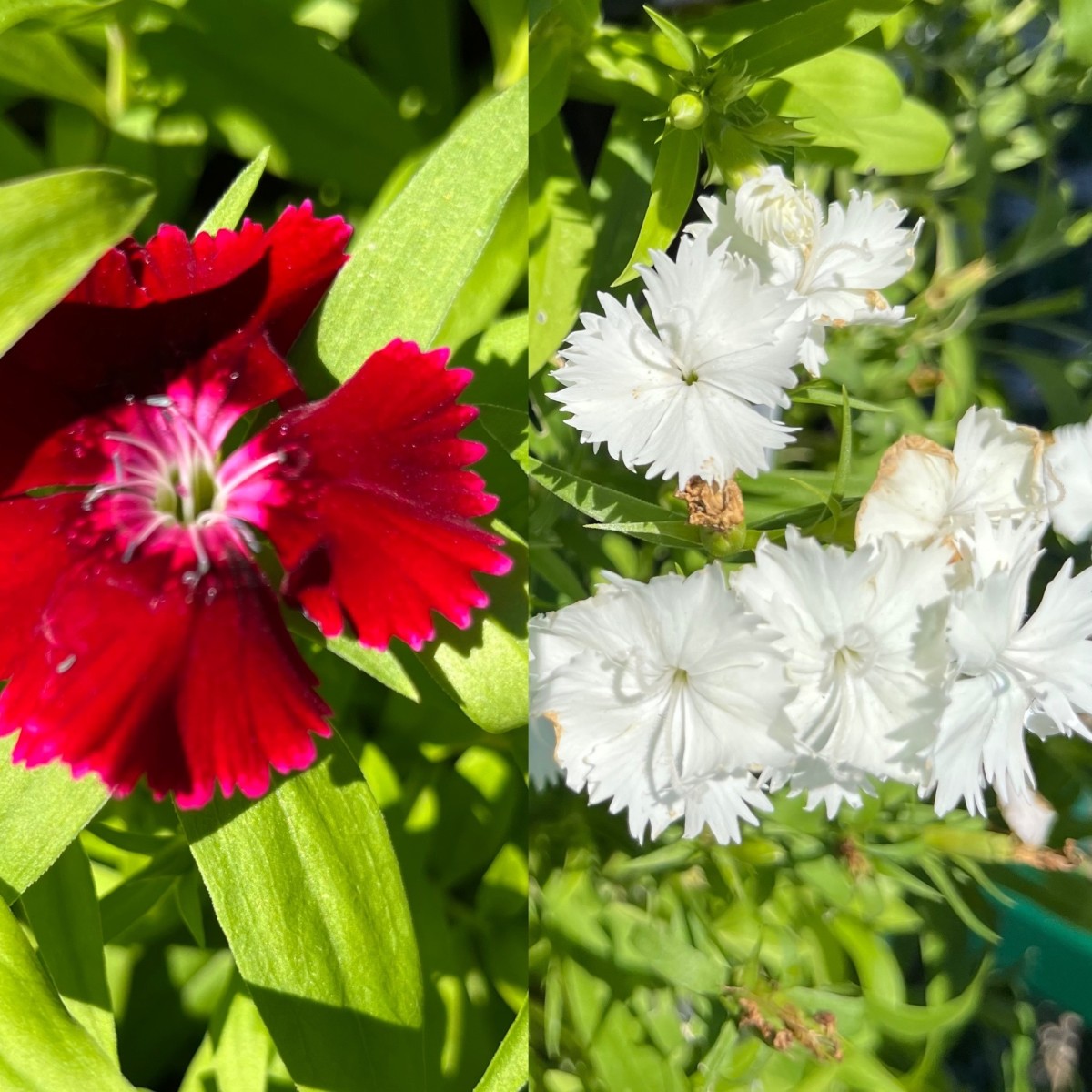 This is a pair of dianthus I saw in a local garden center this fall.