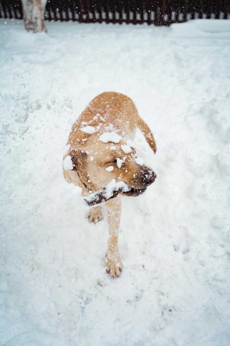 Dogs love snow! But icy snowballs can easily get stuck in their fur.