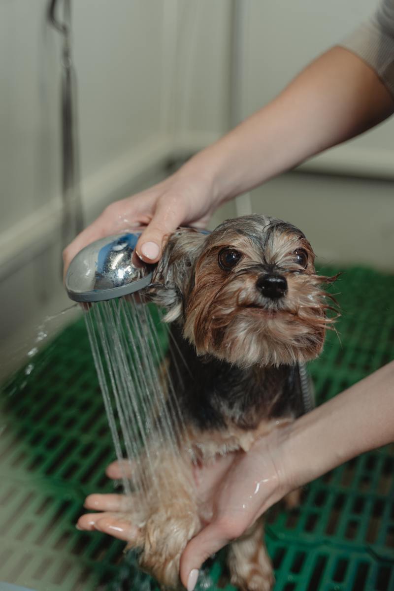 A warm shower is one of the easiest ways to remove snowballs from your dog's fur.