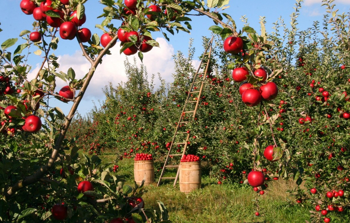 Robert Frost's 'After Apple-Picking': A Critical Analysis