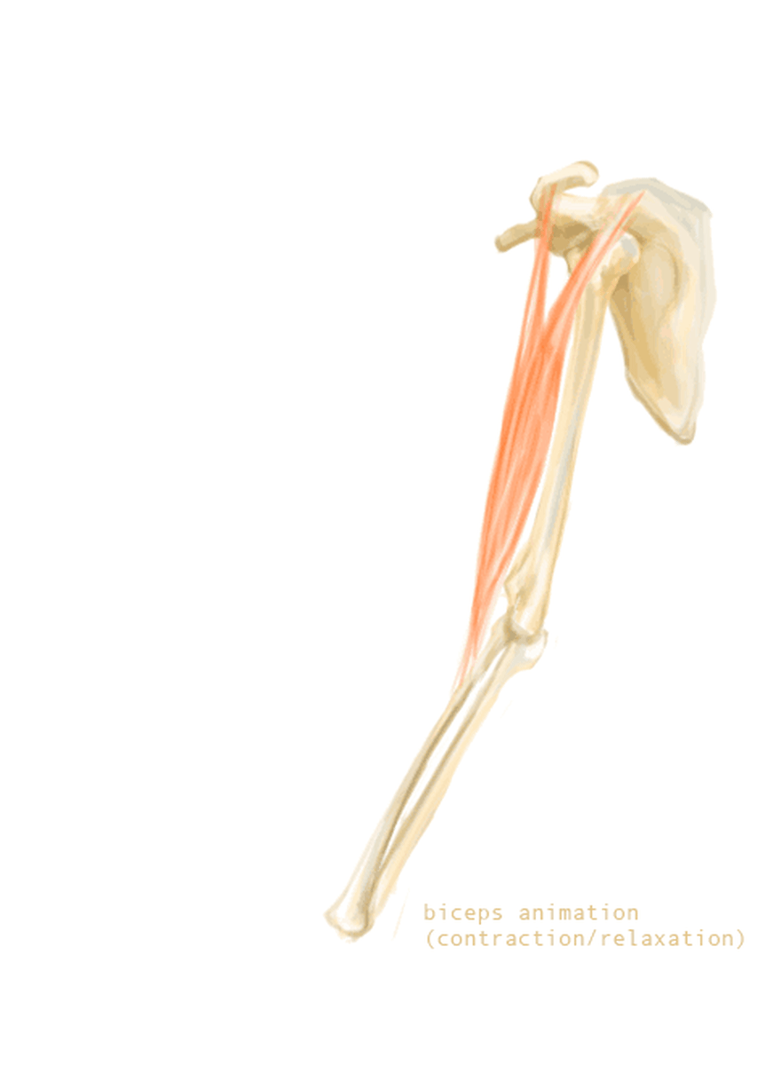 肱二头肌和前臂形成一个三级杠杆系统，增加运动范围。