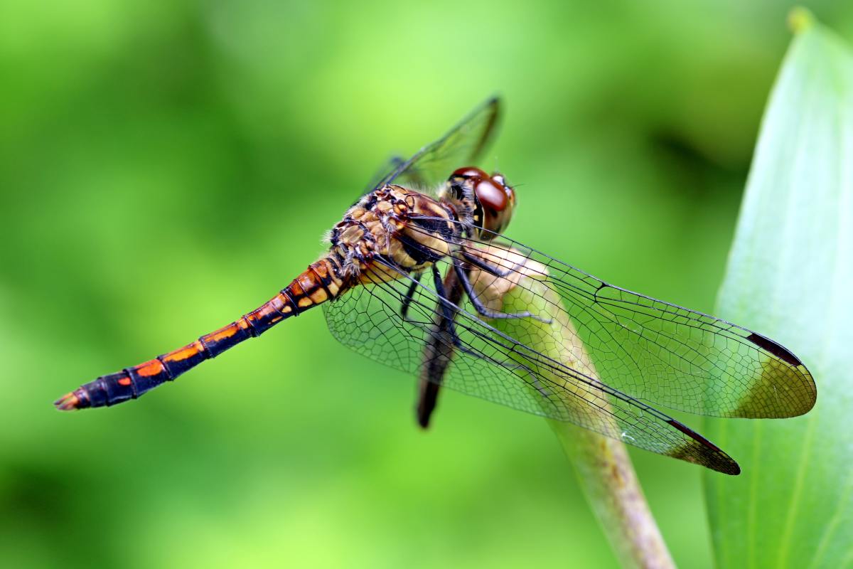 6 Special Reasons to Love Dragonflies