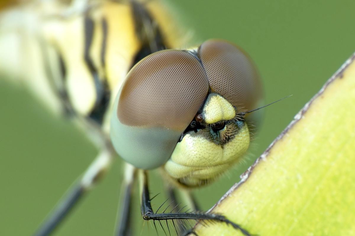 蜻蜓的眼睛含有多达3万个小透镜