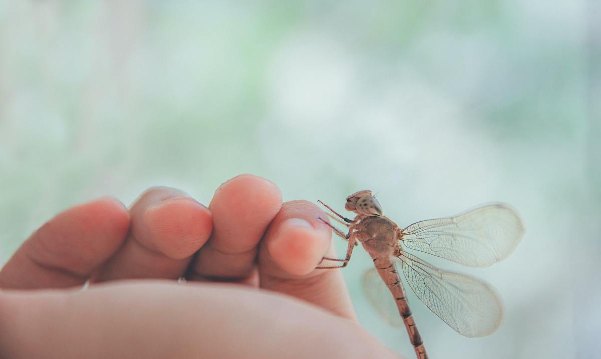 蜻蜓保护我们和我们的环境。
