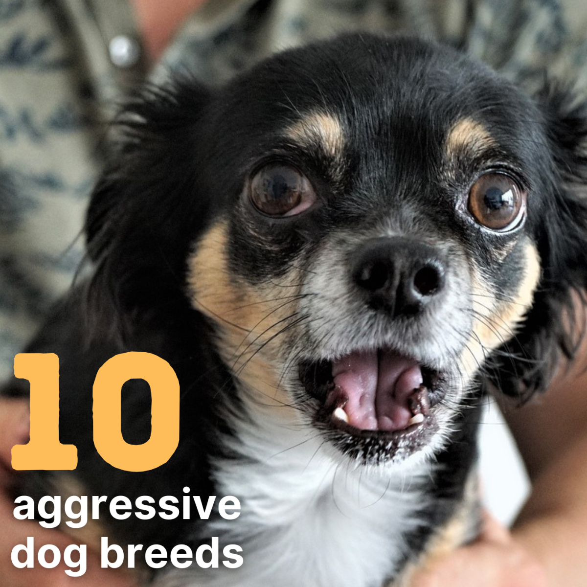 What are the 10 most aggressive dog breeds?