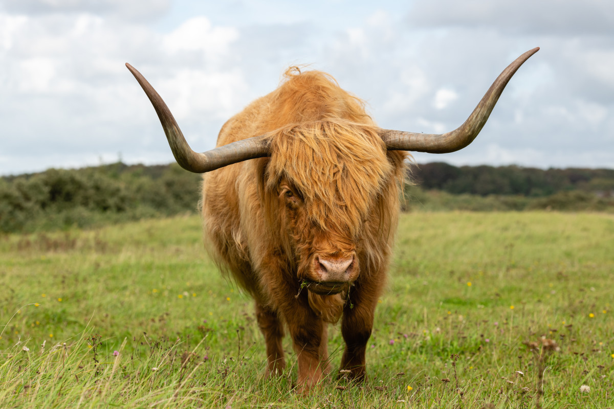 Grandma's Reaction to Seeing a Highland Cow in Scotland Is Too Cute ...