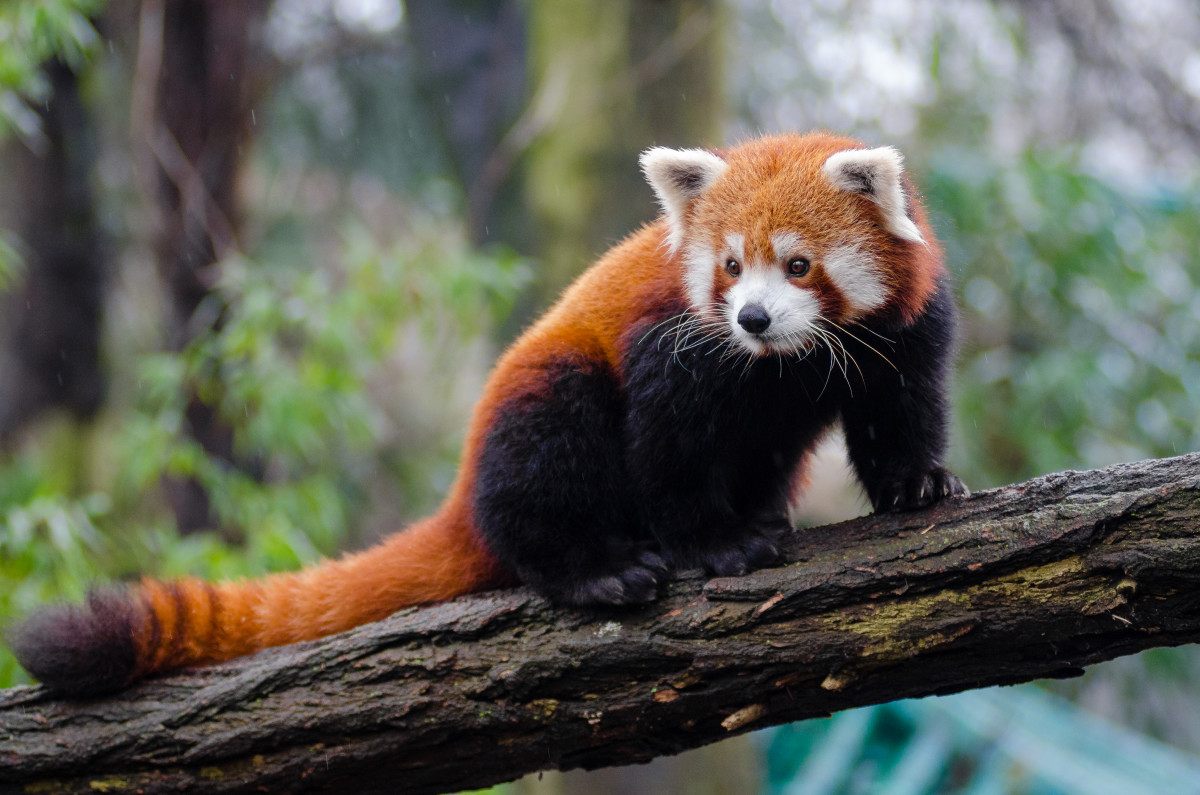 How to Help Save the Red Pandas From Becoming Extinct