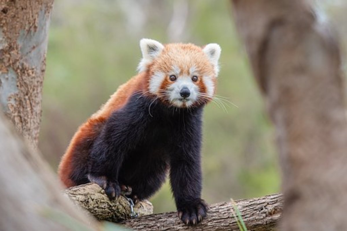 Red Pandas need our help!