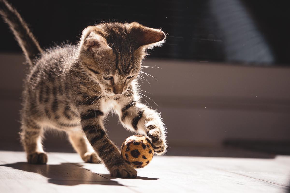 The best tools for cat training are simple things like string or a ball