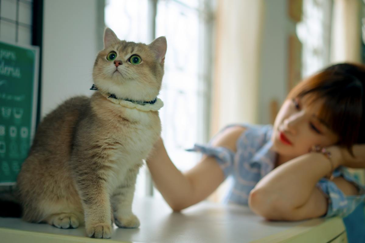 Getting a cat's attention can be tricky unless you know how
