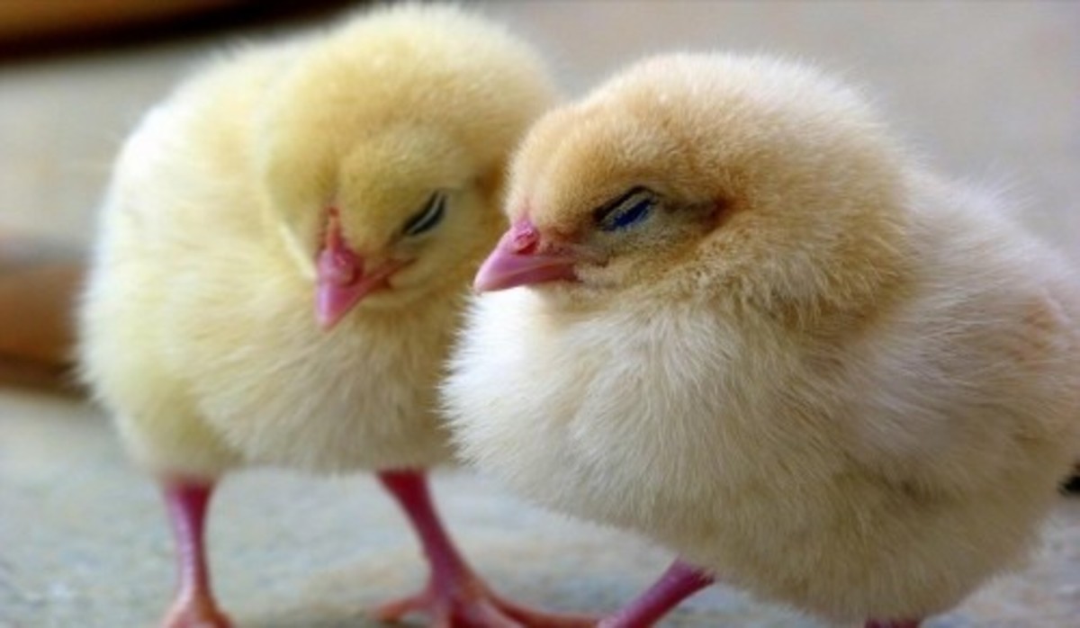 Poultry Diseases Poultry Diseases