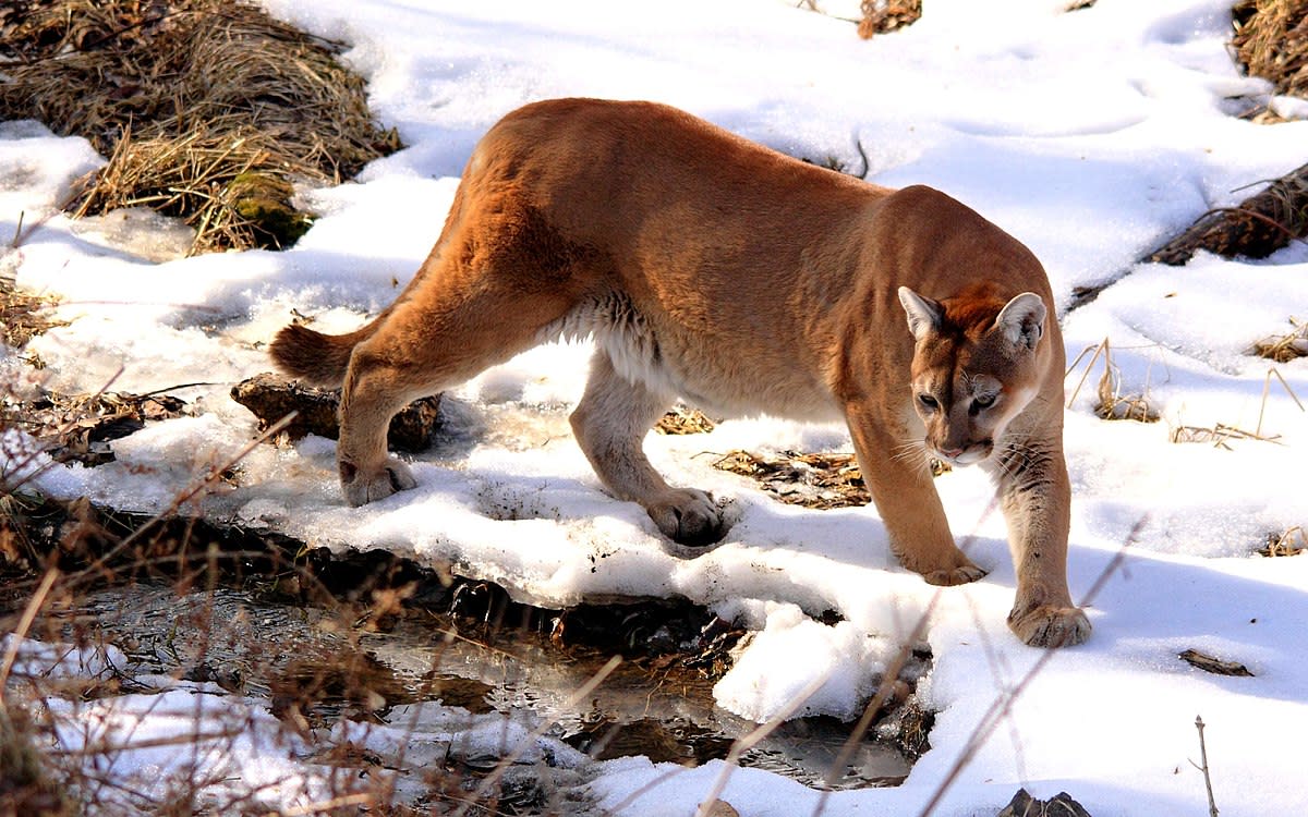 Cougars: One She Feared and One She Loved