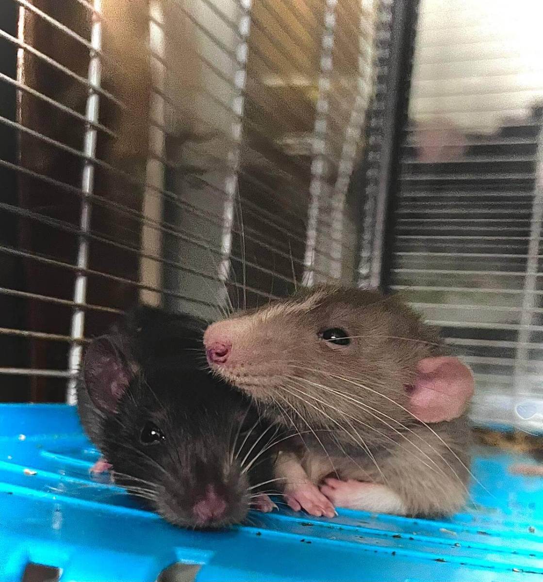 6-common-mistakes-new-rat-owners-make