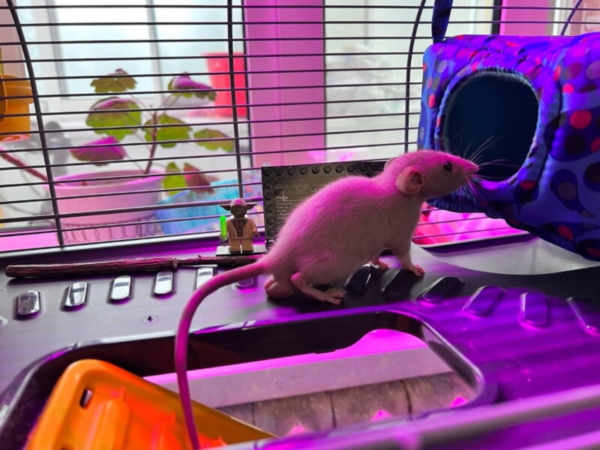6-common-mistakes-new-rat-owners-make