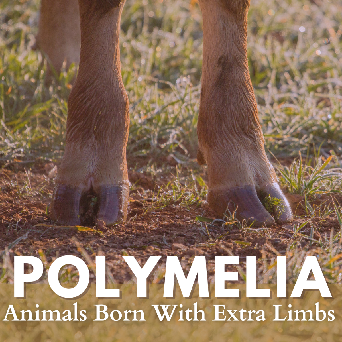 Polymelia: Animals With Extra Legs