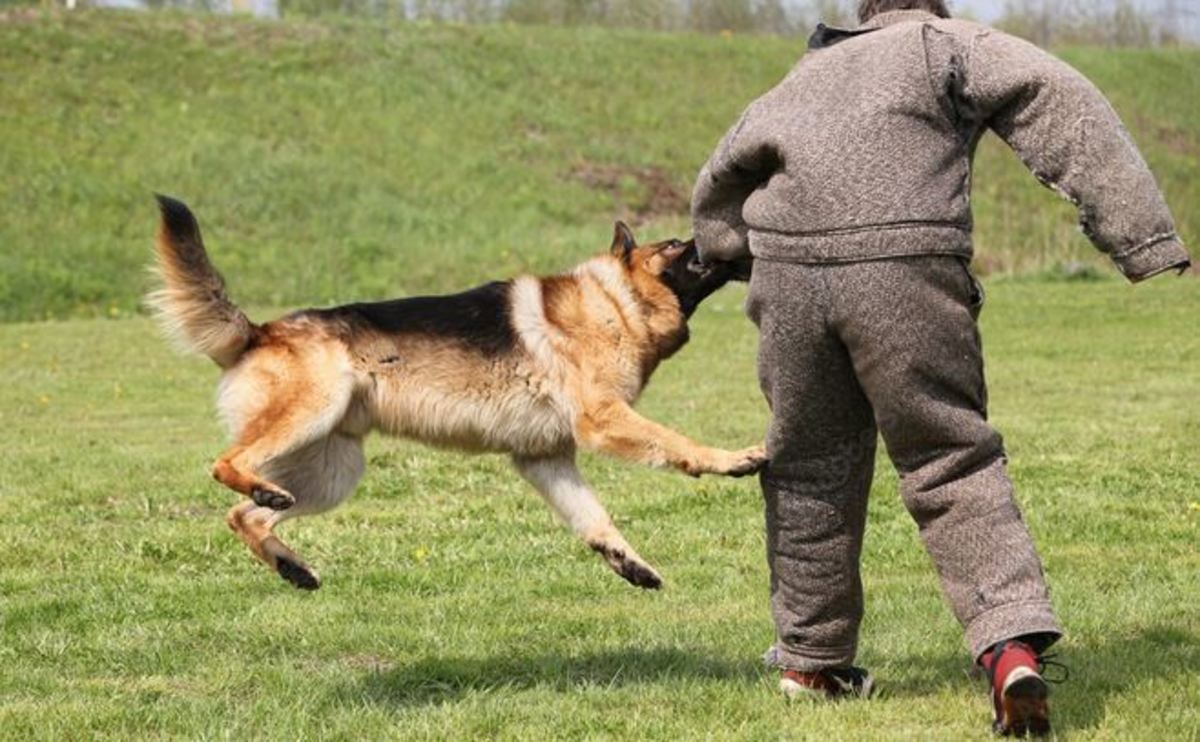 How to train dogs for ferocity