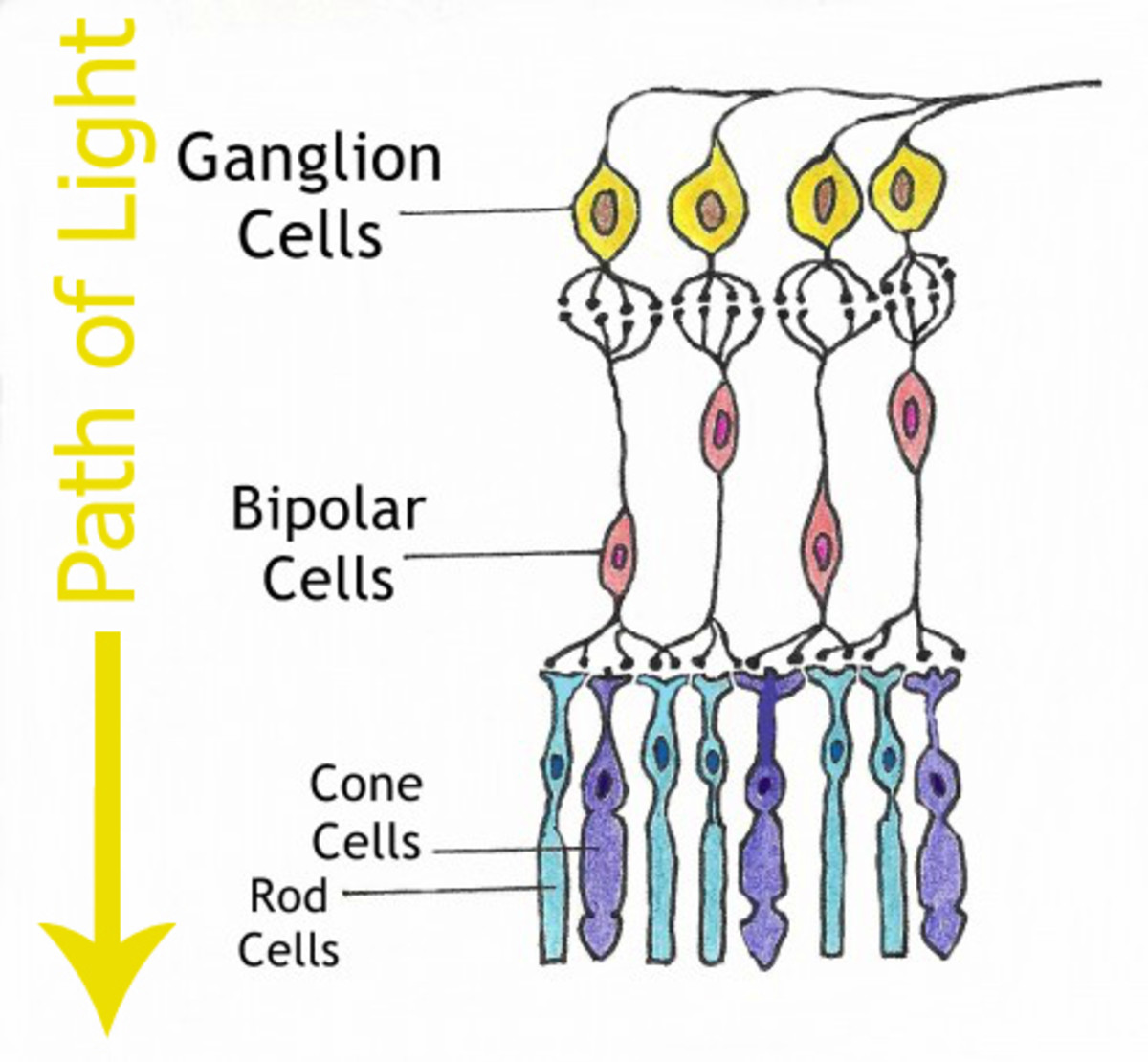 Definition of Retina: Anatomy, Function, and Diseases - HubPages