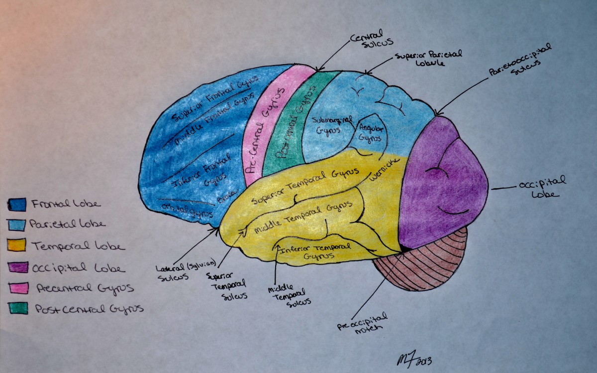 Definition of Retina: Anatomy, Function, and Diseases - HubPages