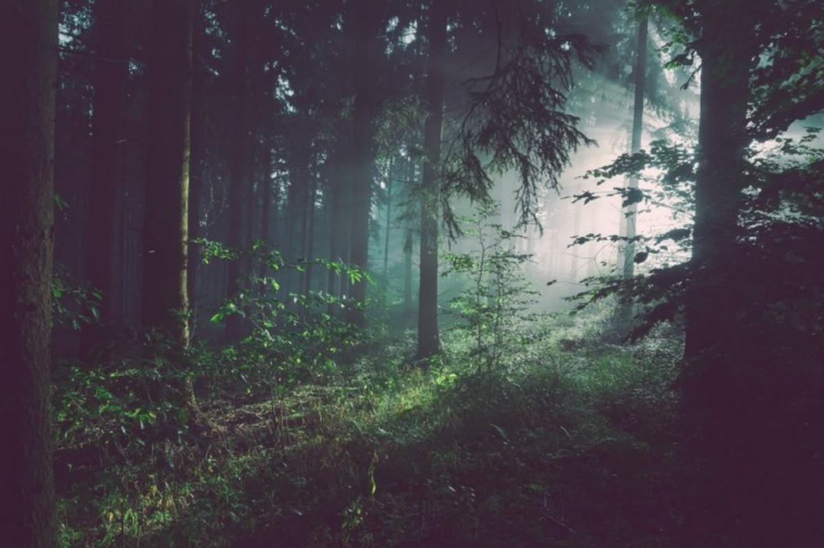 forest-blanket-in-finnish-mythology-and-animal-myths