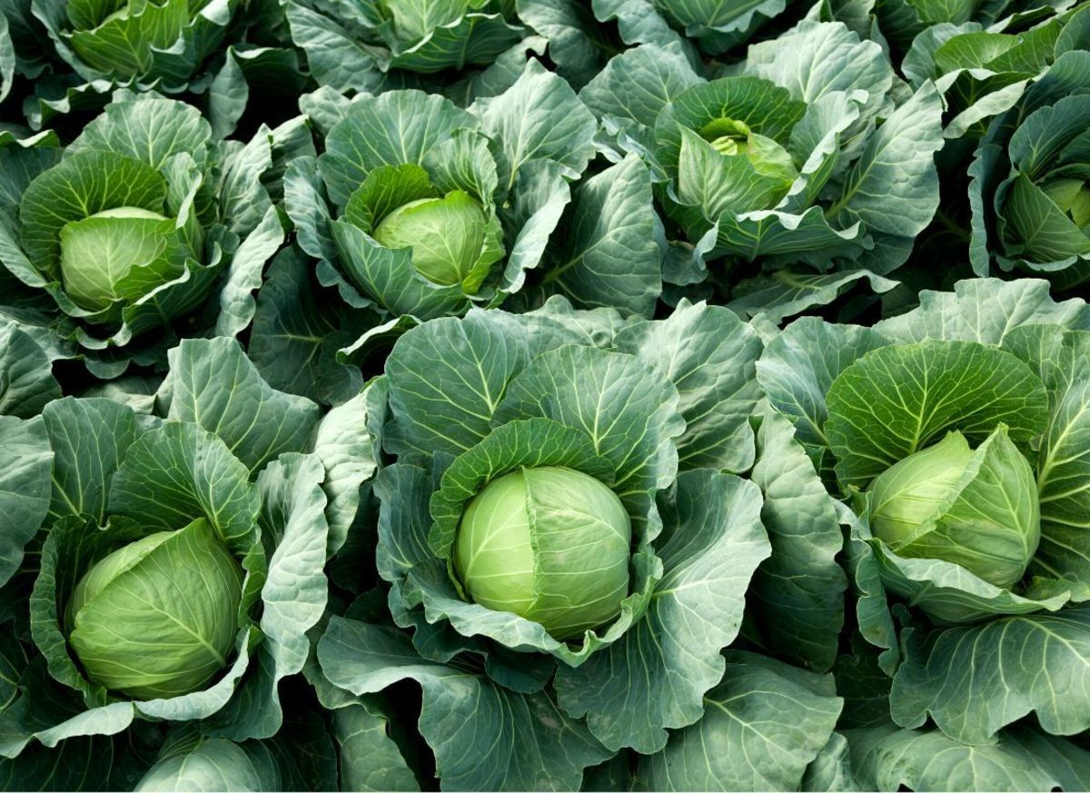 are-brussels-sprouts-baby-cabbages