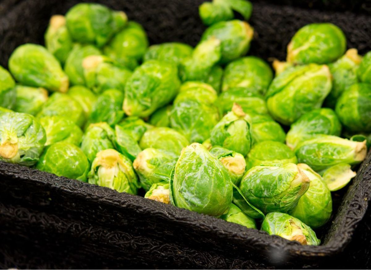 Are Brussels Sprouts Baby Cabbages?