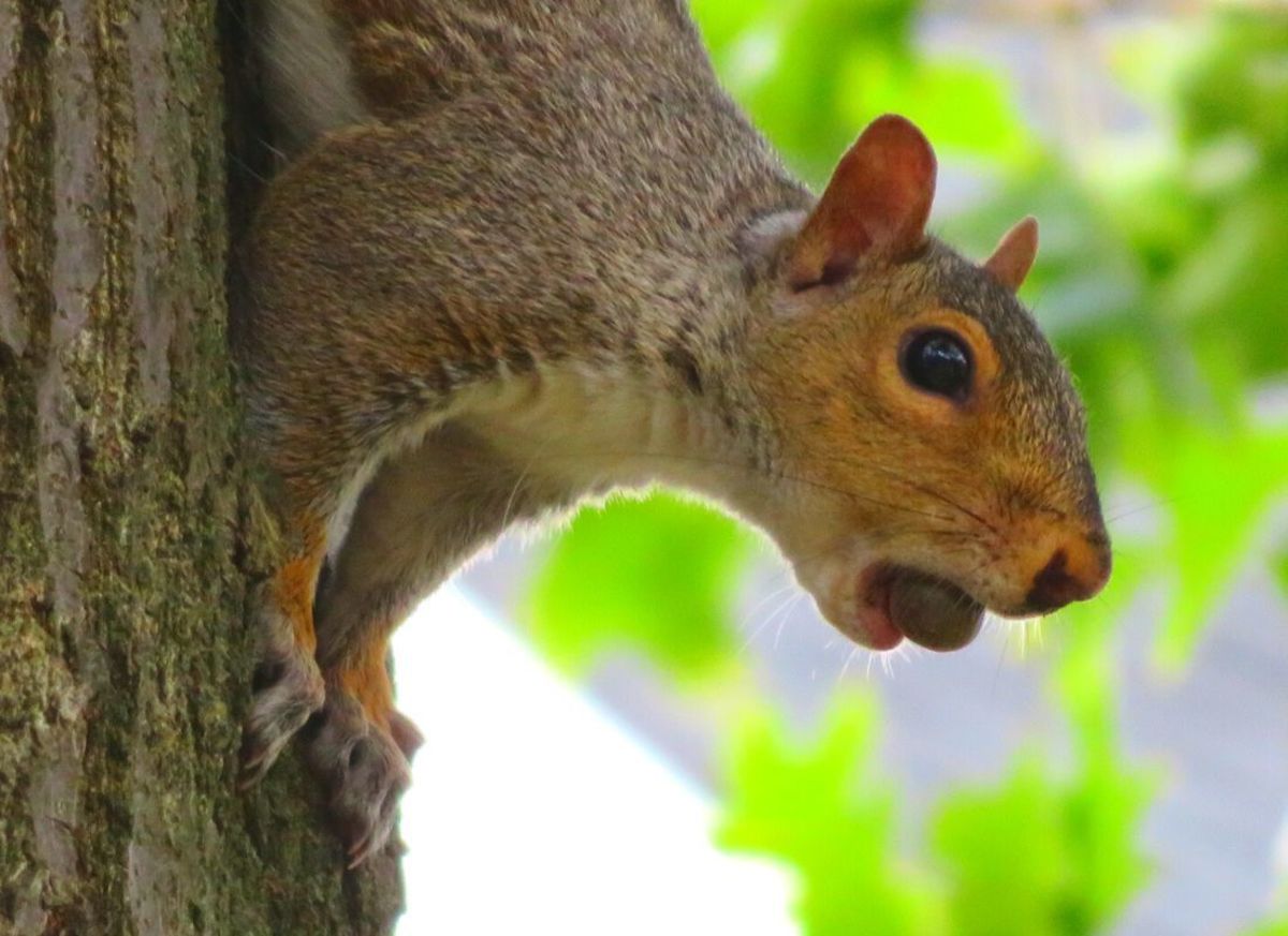how-do-squirrels-climb-trees
