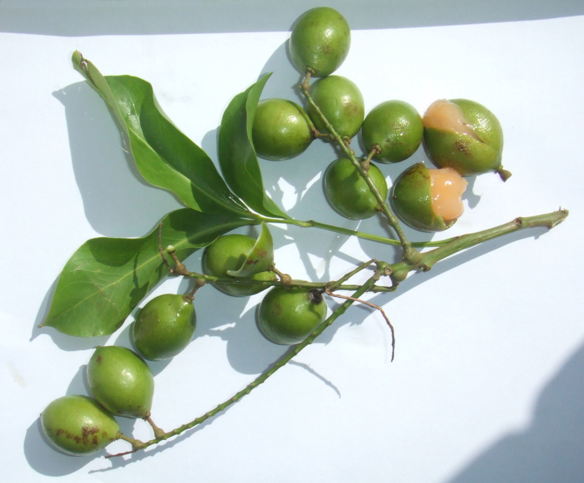10 Surprising Health Benefits of Spanish Limes (Mamoncillos)