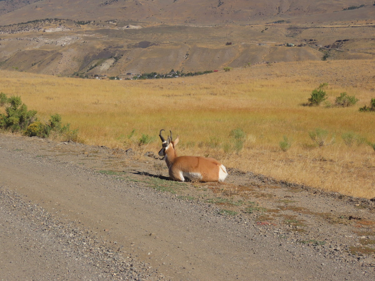 A Pronghorn Antelope Relaxes on the Old Gardiner Road